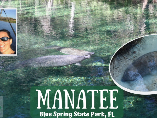 Manatee at Blue Spring State Park 