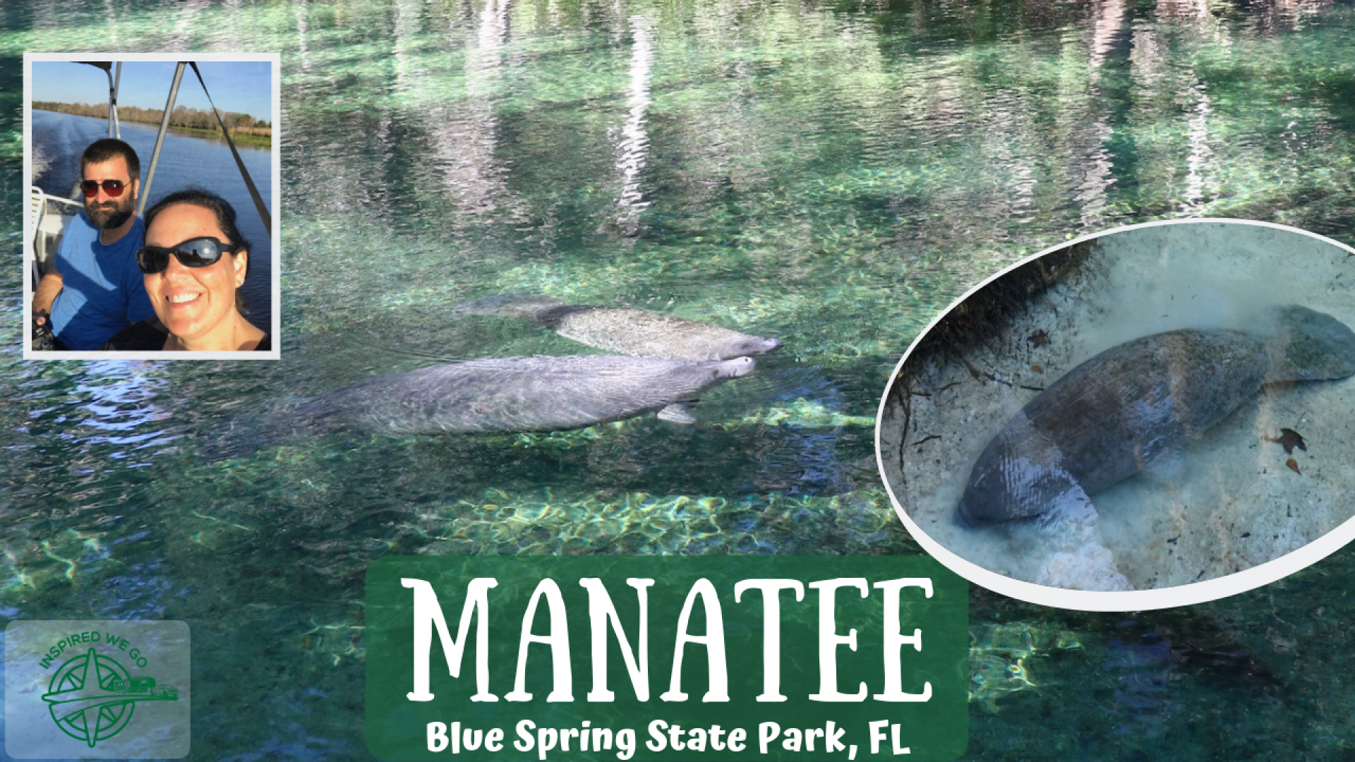 Manatee at Blue Spring State Park 